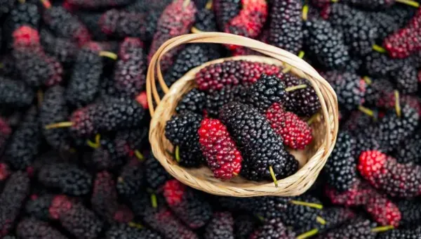 Brazilian_Mulberry___Organic_Plant_For_Home