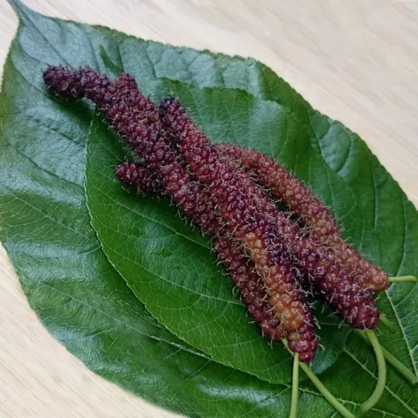 Brazilian_Mulberry___Organic_Plant_For_Home