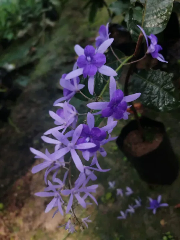 Blue_Petrea_Flower_Plant_Organic