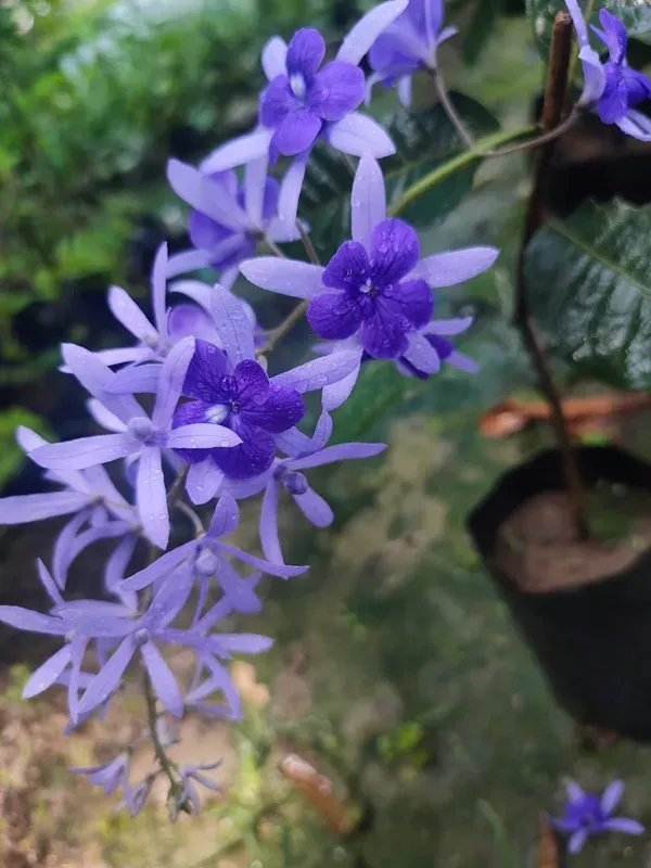 Blue_Petrea_Flower_Plant_Organic