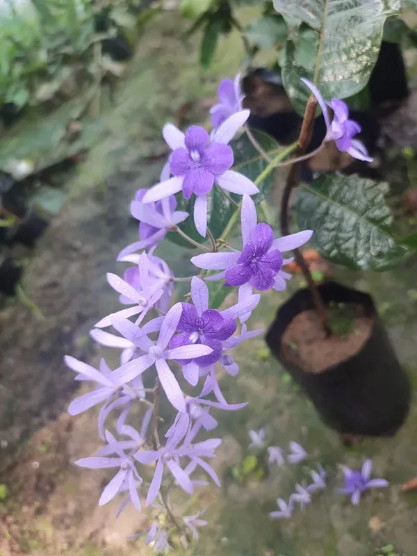 Blue_Petrea_Flower_Plant_Organic