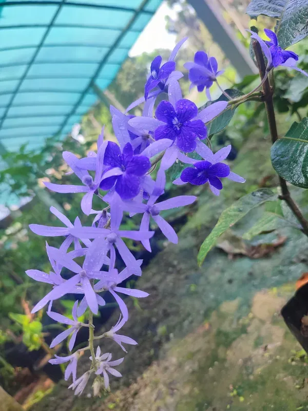 Blue_Petrea_Flower_Plant_Organic