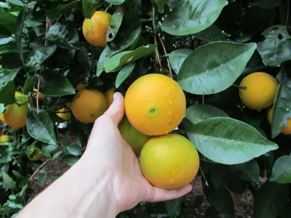 Cara_Navel_Orange_Organic_Plant