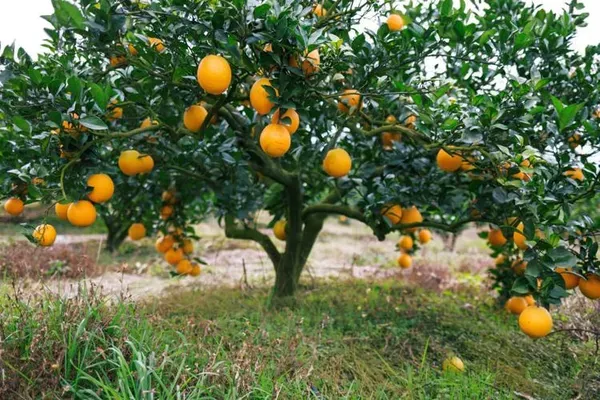 Cara_Navel_Orange_Organic_Plant