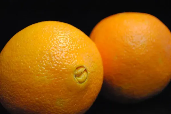 Cara_Navel_Orange_Organic_Plant