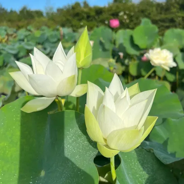 Babydoll_Lotus_Tuber_Organic_Home