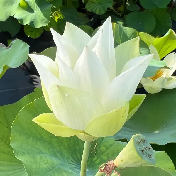 Babydoll_Lotus_Tuber_Organic_Home