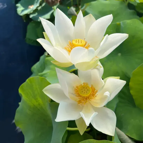 Babydoll_Lotus_Tuber_Organic_Home