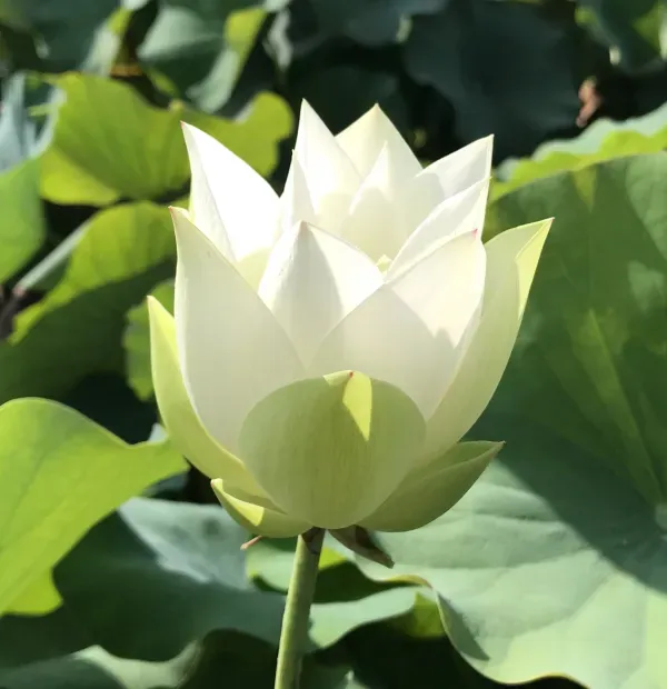 Babydoll_Lotus_Tuber_Organic_Home