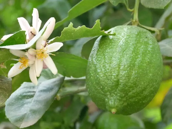 Gondhoraj_Lemon___Organic_Plant_For_Home