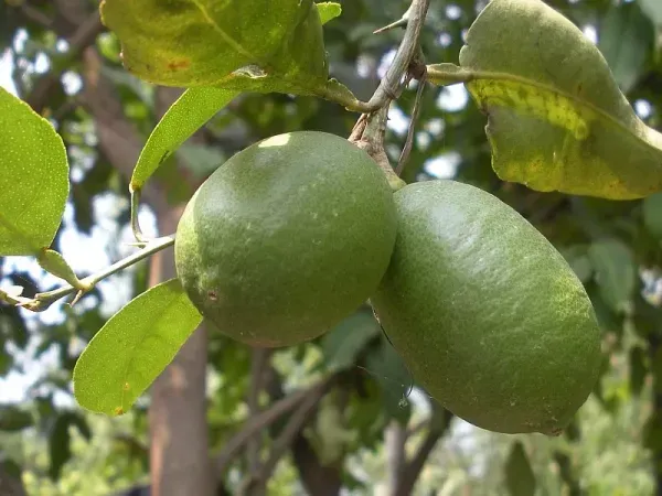Gondhoraj_Lemon___Organic_Plant_For_Home