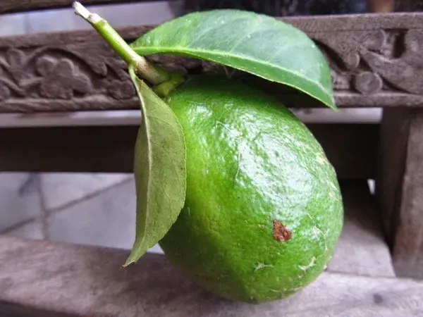 Gondhoraj_Lemon___Organic_Plant_For_Home