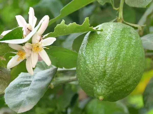 Gondhoraj_Lemon___Organic_Plant_For_Home
