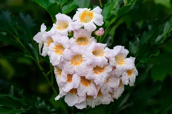 Chaina_Doll_Flower_Plant_Organic