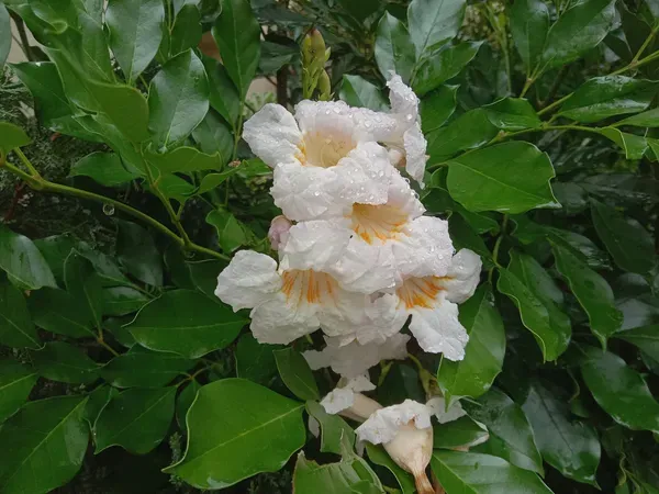 Chaina_Doll_Flower_Plant_Organic
