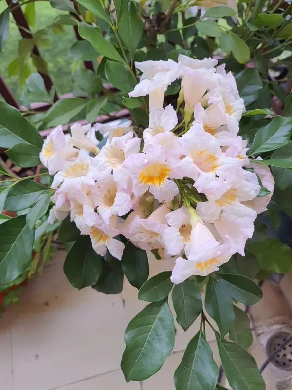 Chaina_Doll_Flower_Plant_Organic