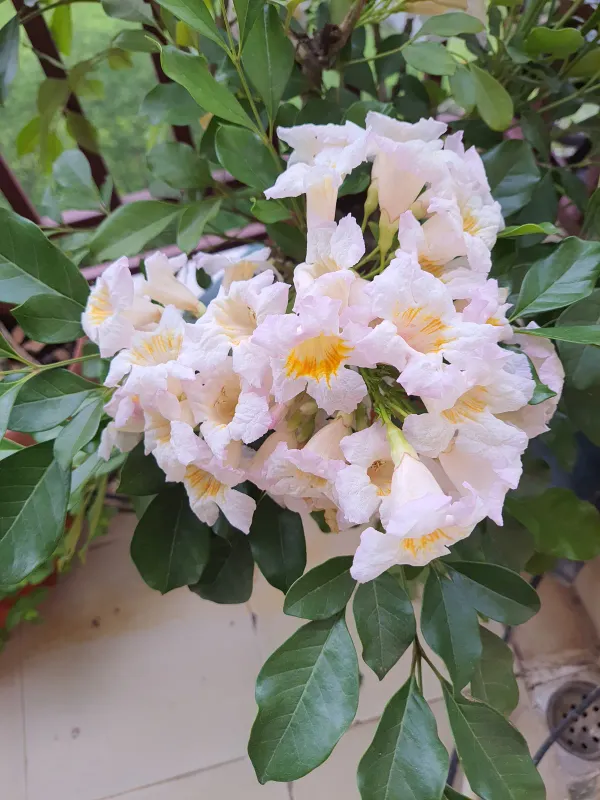 Chaina_Doll_Flower_Plant_Organic