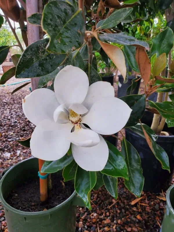 Magnolia_Dwarf_Organic_Plant_For_Home