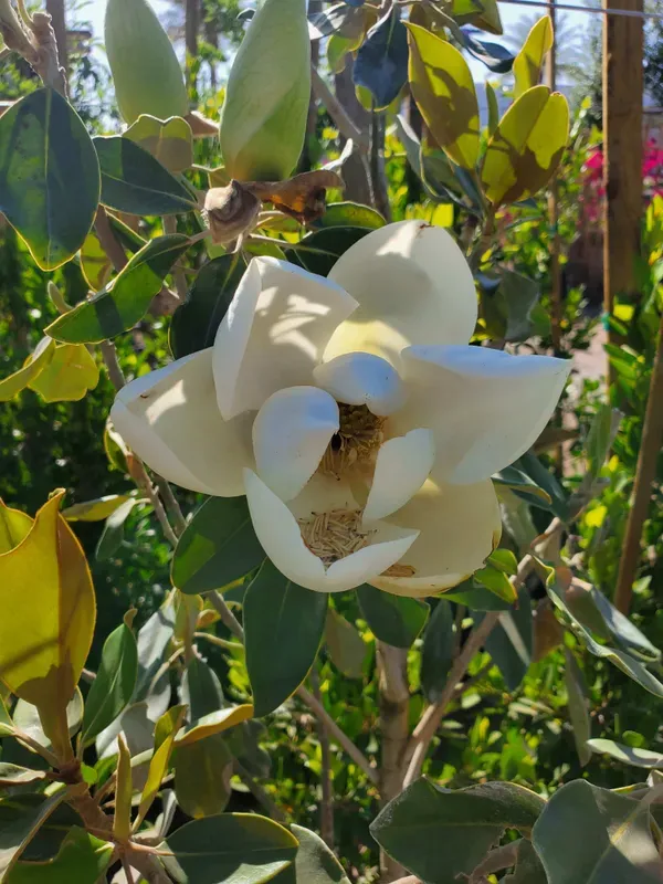 Magnolia_Dwarf_Organic_Plant_For_Home