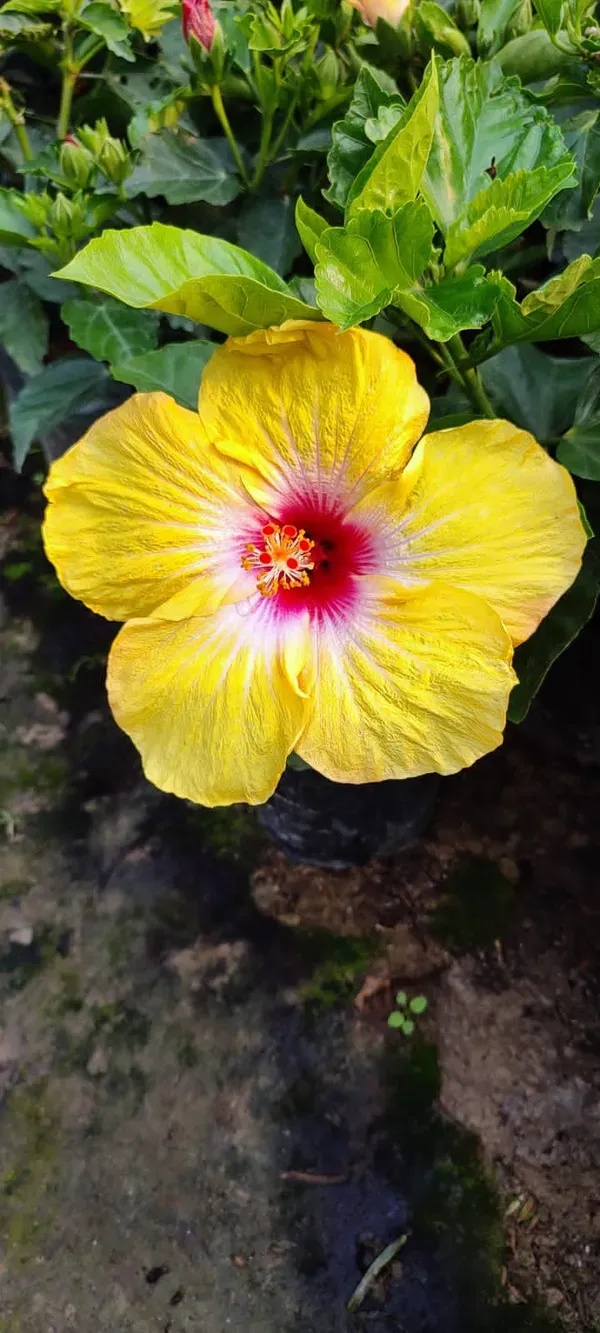 Rashmoni_Hibiscus_Organic_Plant_For_Home