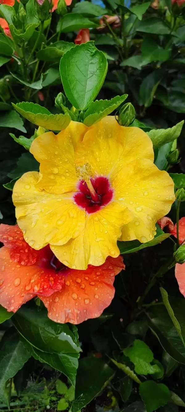 Rashmoni_Hibiscus_Organic_Plant_For_Home