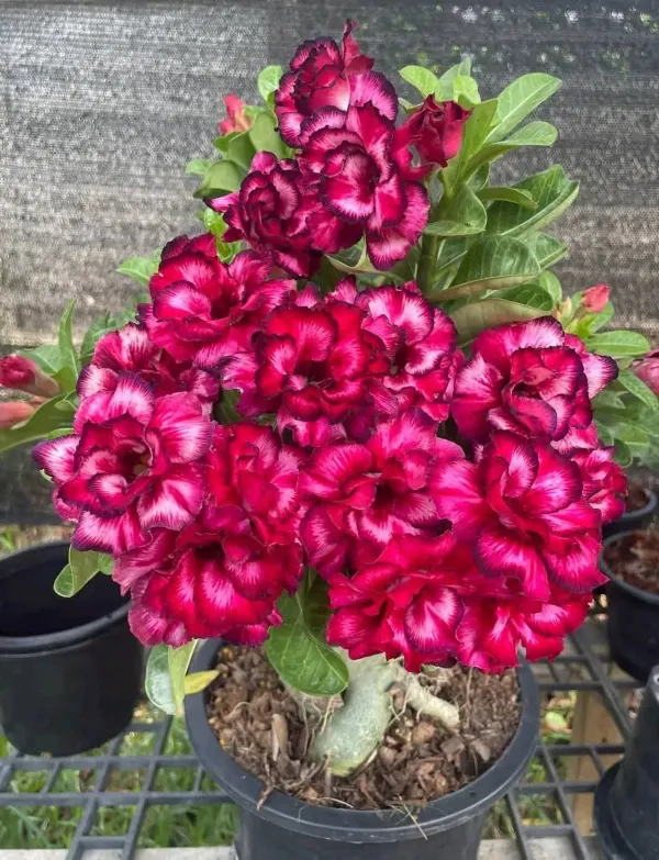 Rosey_Adenium_Maroon_Organic_Plant