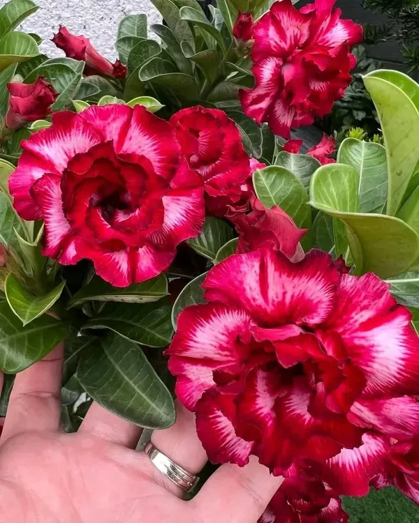 Rosey_Adenium_Maroon_Organic_Plant