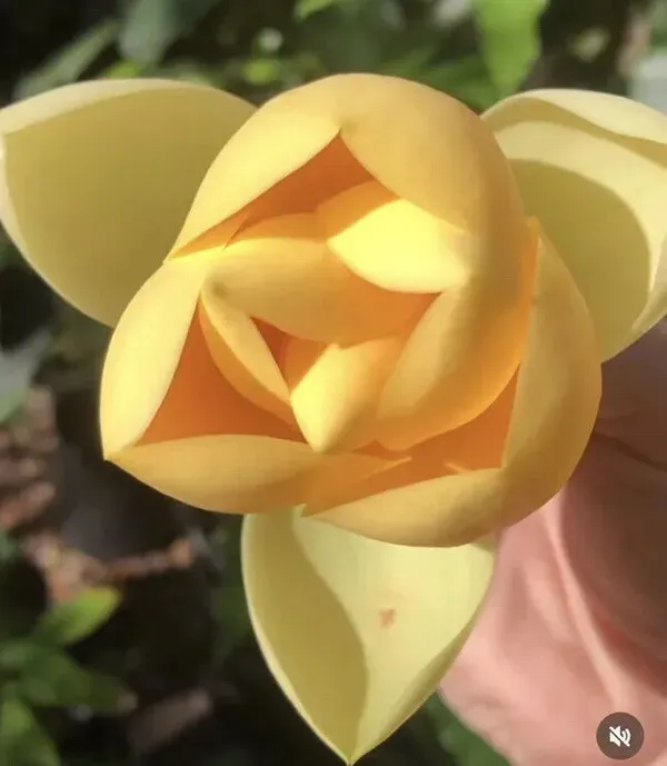 Magnolia_Lilliflora_Organic_Plant_For_Home