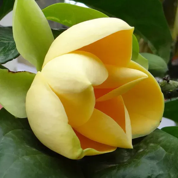 Magnolia_Lilliflora_Organic_Plant_For_Home