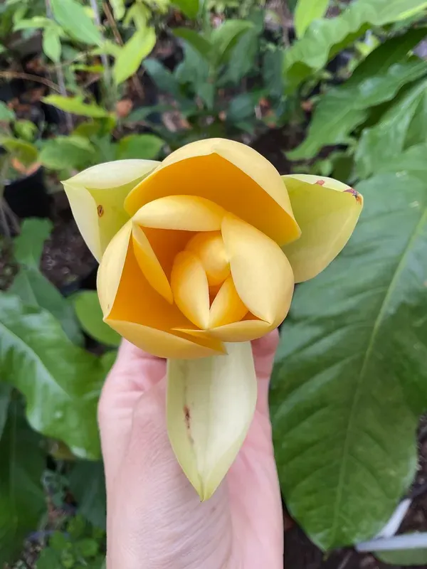 Magnolia_Lilliflora_Organic_Plant_For_Home