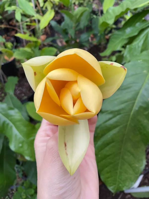 Magnolia_Lilliflora_Organic_Plant_For_Home