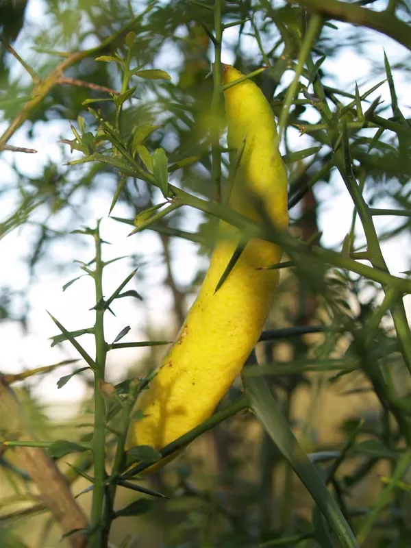 Finger_Lemon_Yellow_Organic_Plant