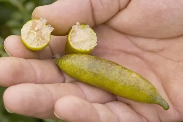 Finger_Lemon_Yellow_Organic_Plant
