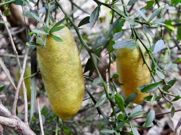 Finger_Lemon_Yellow_Organic_Plant