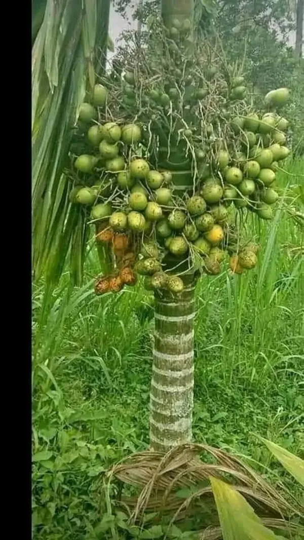 Dwarf_Betel_Ornamental_Plant_Organic