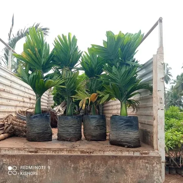 Dwarf_Betel_Ornamental_Plant_Organic
