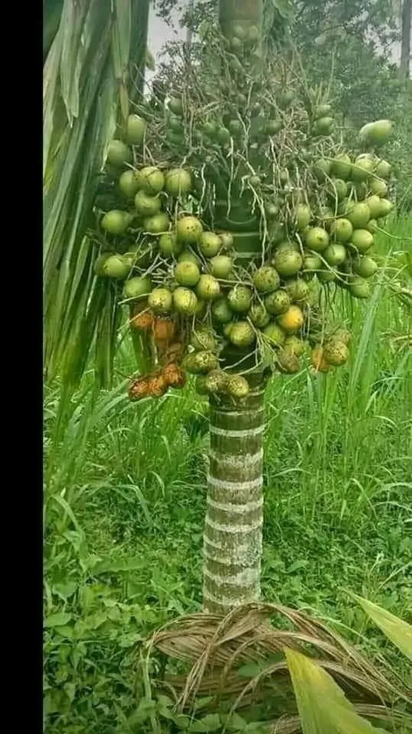 Dwarf_Betel_Ornamental_Plant_Organic