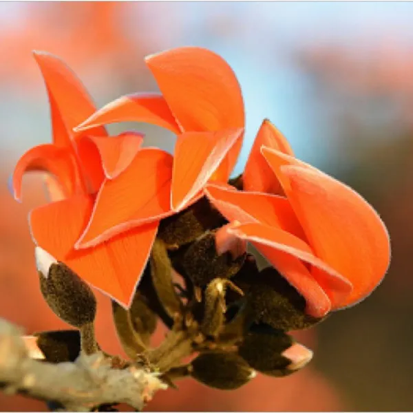Ornamental_Palash_Organic_Plant_For_Home