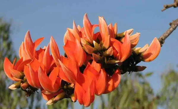 Ornamental_Palash_Organic_Plant_For_Home