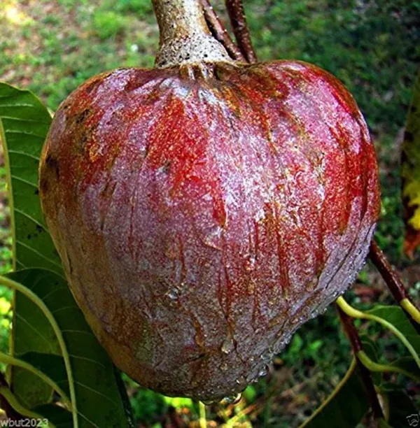 Custard_Apple___Organic_Plant_For_Home