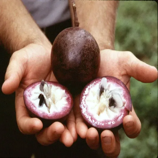 Custard_Apple___Organic_Plant_For_Home