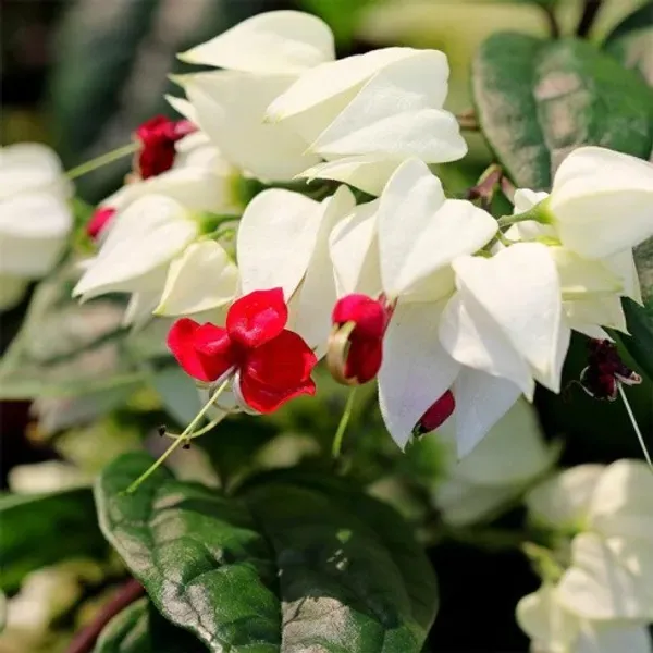 White_Bleeding_Heart_Organic_Plant