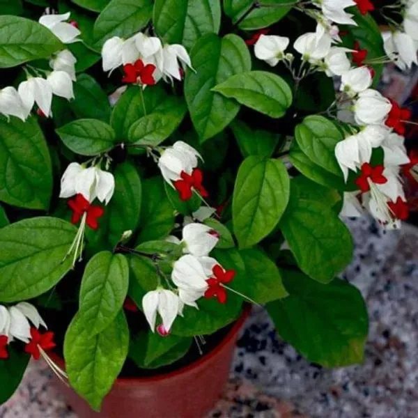 White_Bleeding_Heart_Organic_Plant