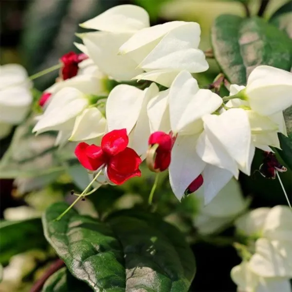 White_Bleeding_Heart_Organic_Plant