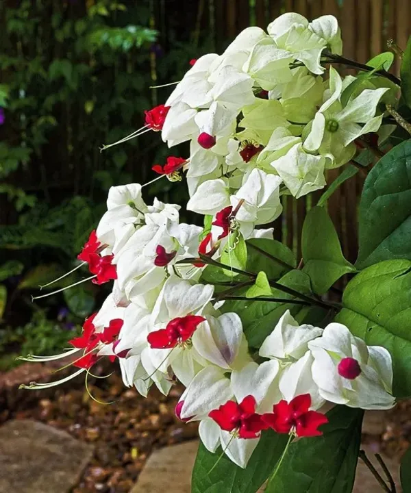 White_Bleeding_Heart_Organic_Plant