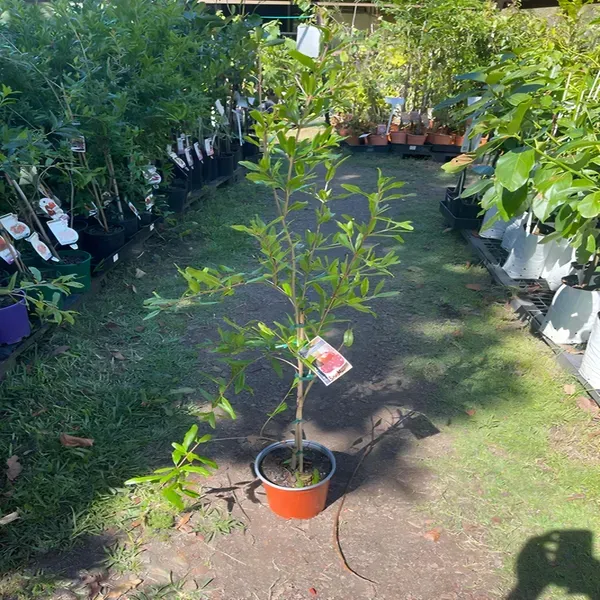 Maexican_Gaint_Plant_Organic_Pomegranate