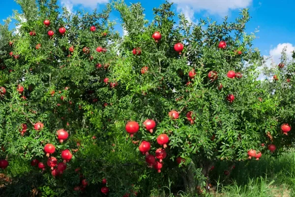 Maexican_Gaint_Plant_Organic_Pomegranate
