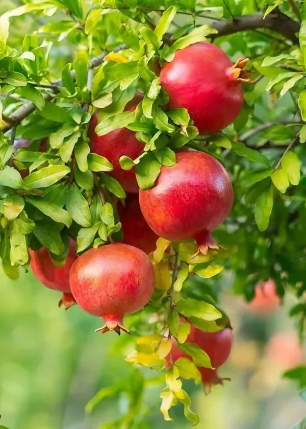 Maexican_Gaint_Plant_Organic_Pomegranate