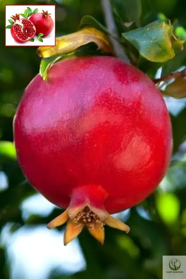 Maexican_Gaint_Plant_Organic_Pomegranate