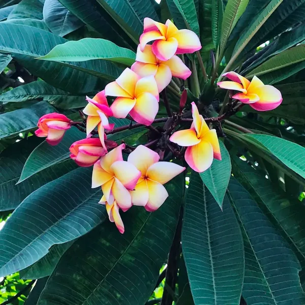 Plumeria_Rainbow_Delight_Organic_Plant